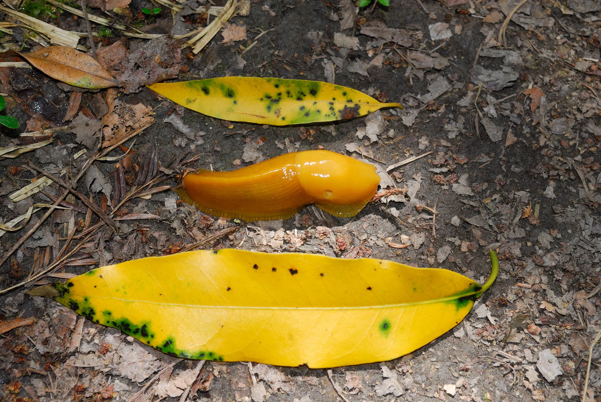 a banana slug on the ground with two yellow bay laurel leaves