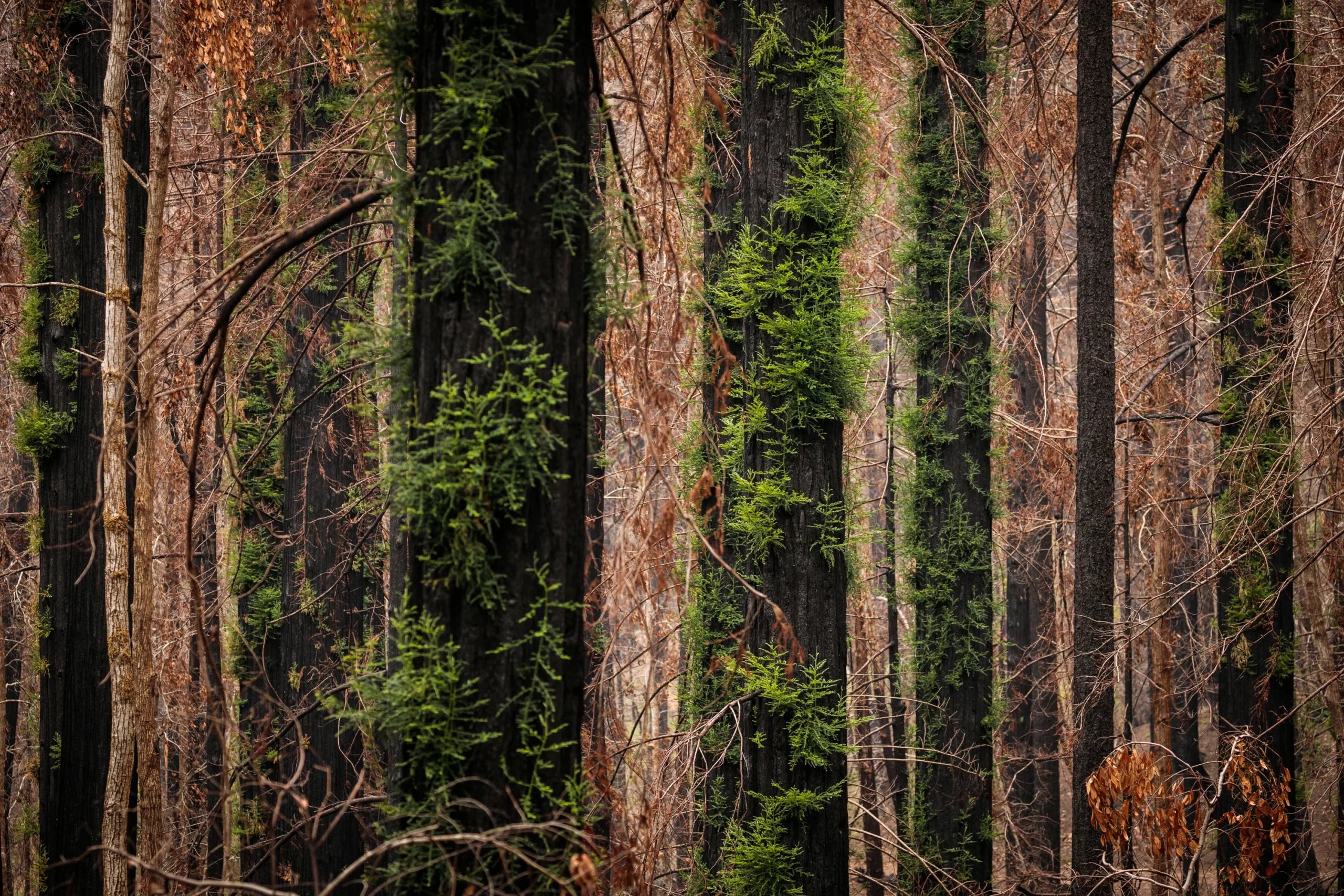 Giant sequoia stand at Big Basin Redwoods State Park.