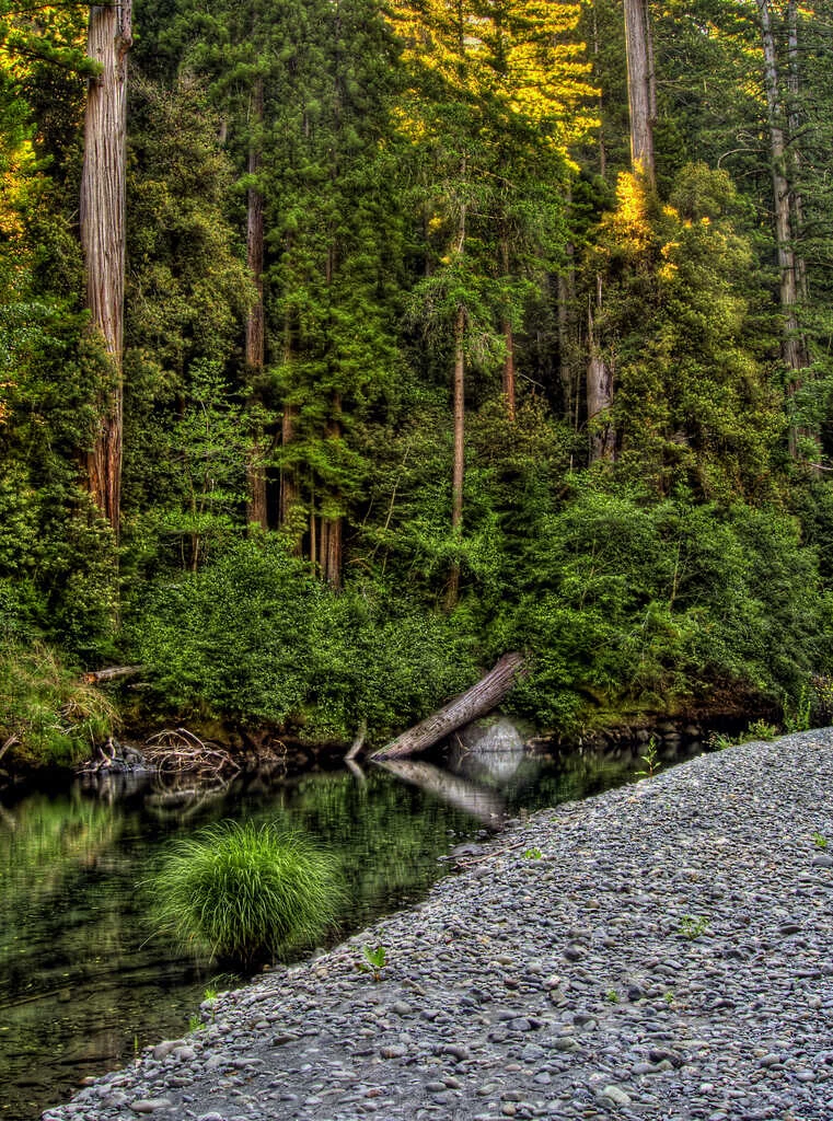 a redwood forest is reflected in the water of a creek