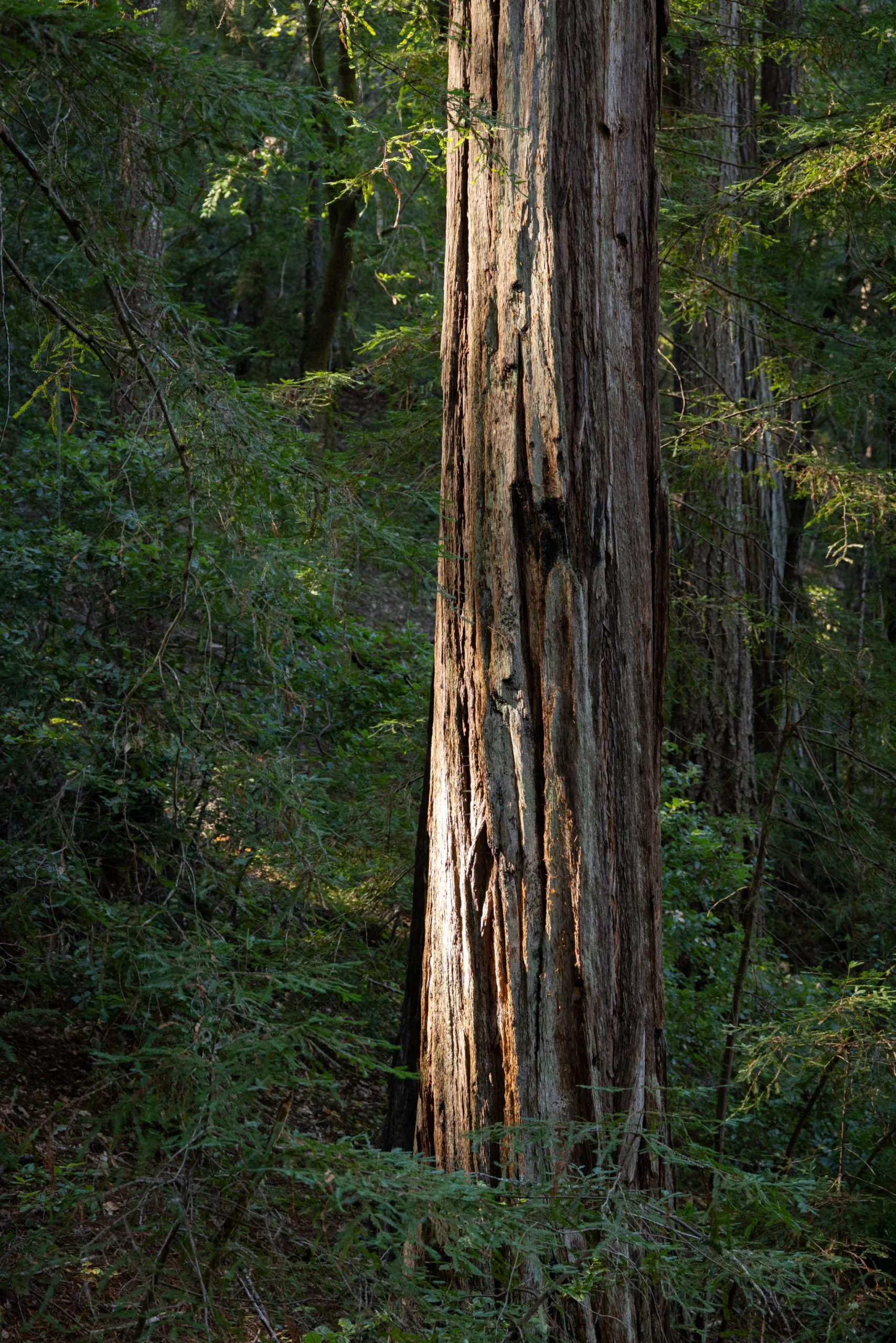 Sunlight hitting trunk of coast redwood at Harold Richardson Redwoods Reserve.