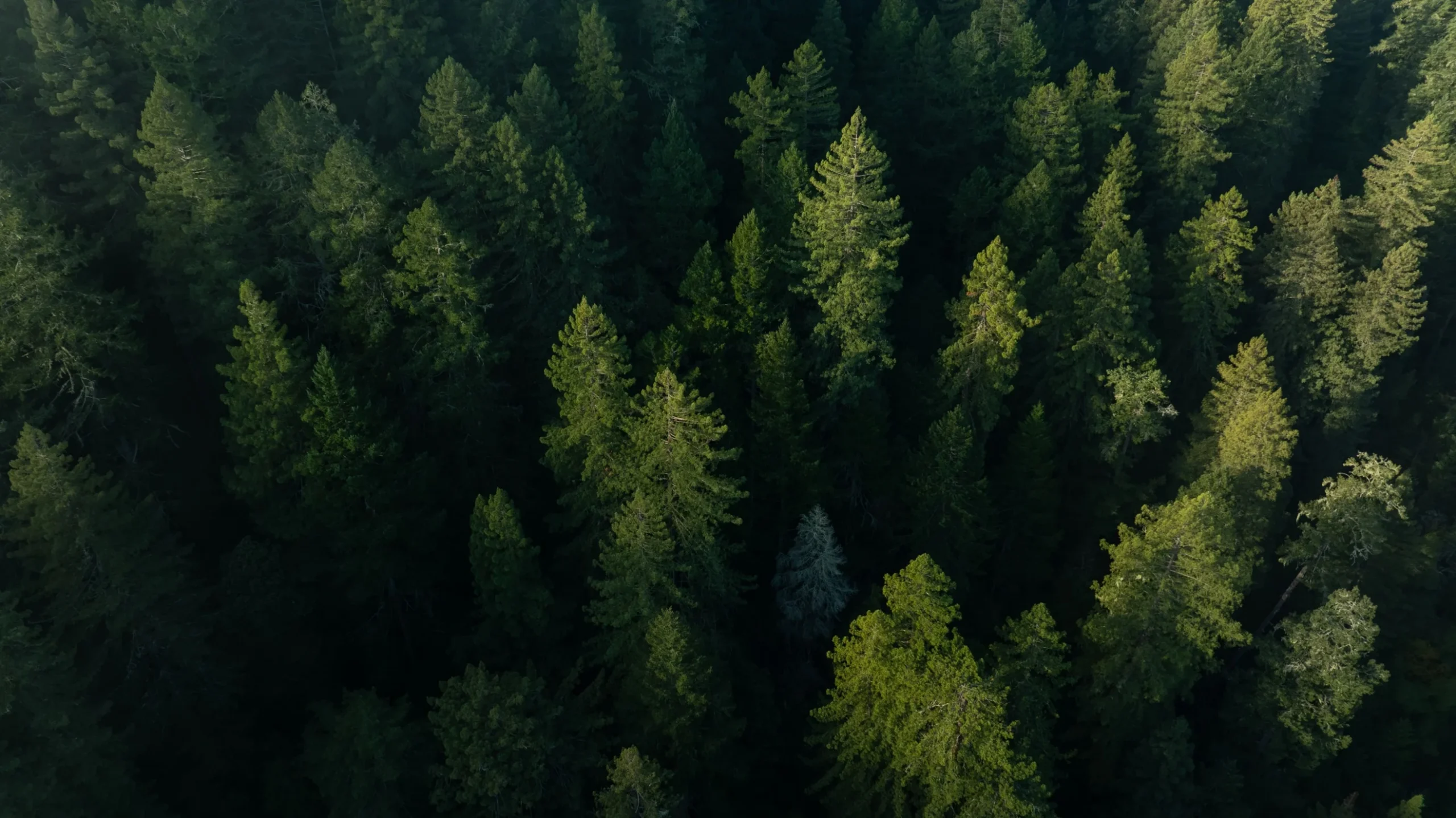 aerial image of coast redwood tress at Harold Richardson Redwoods Reserve
