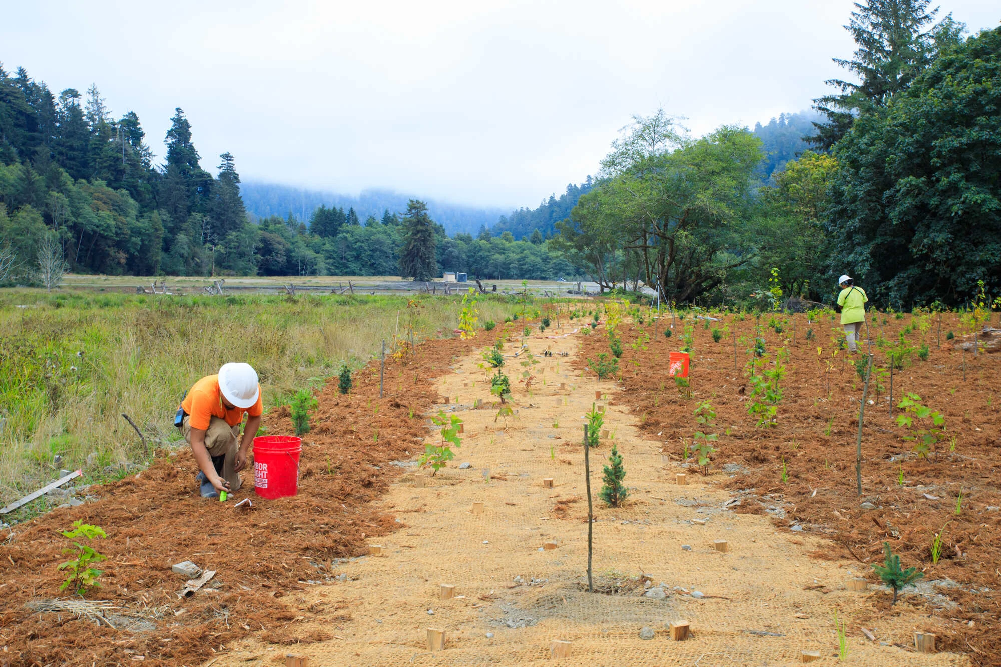 a crew member bends to plant a seedling in a row of new plantings