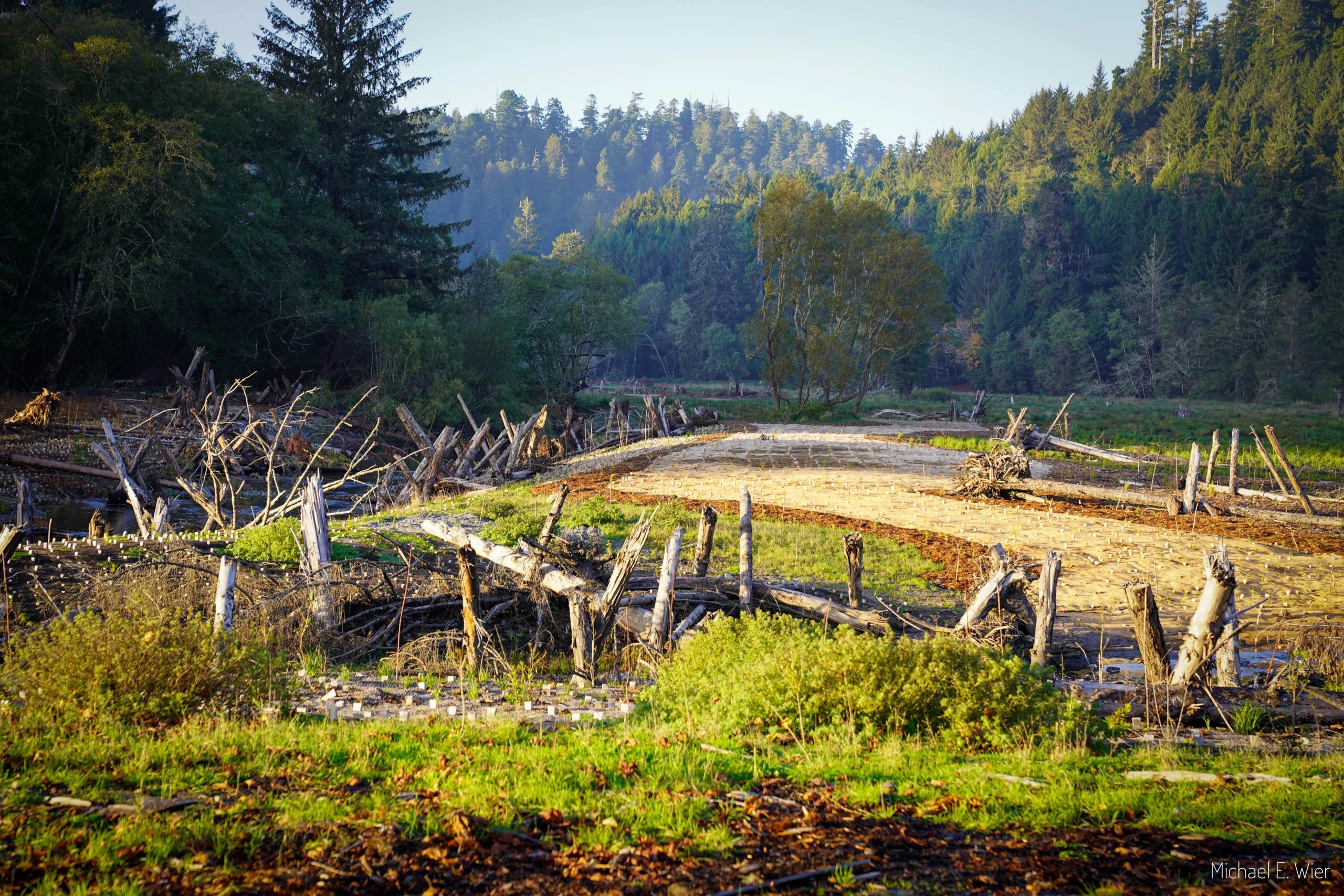 stream restoration site