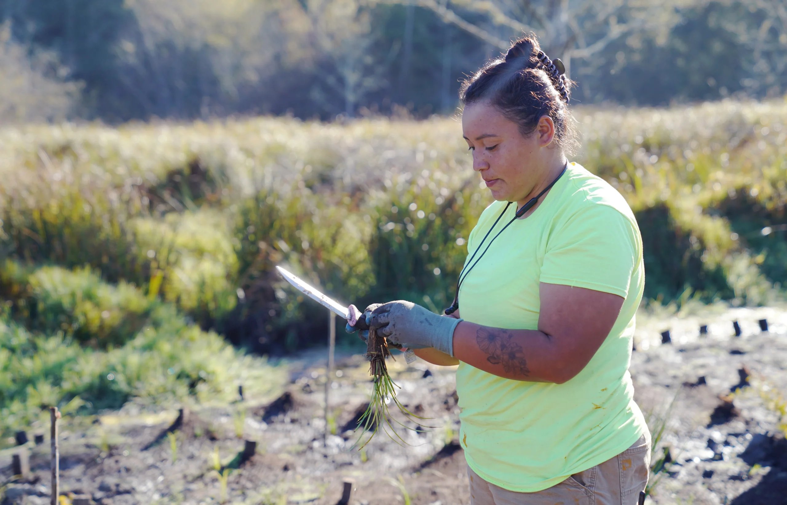 An indigenous woman wearing a flourescent green shirt and gloves holding a knife and a planting in her hands