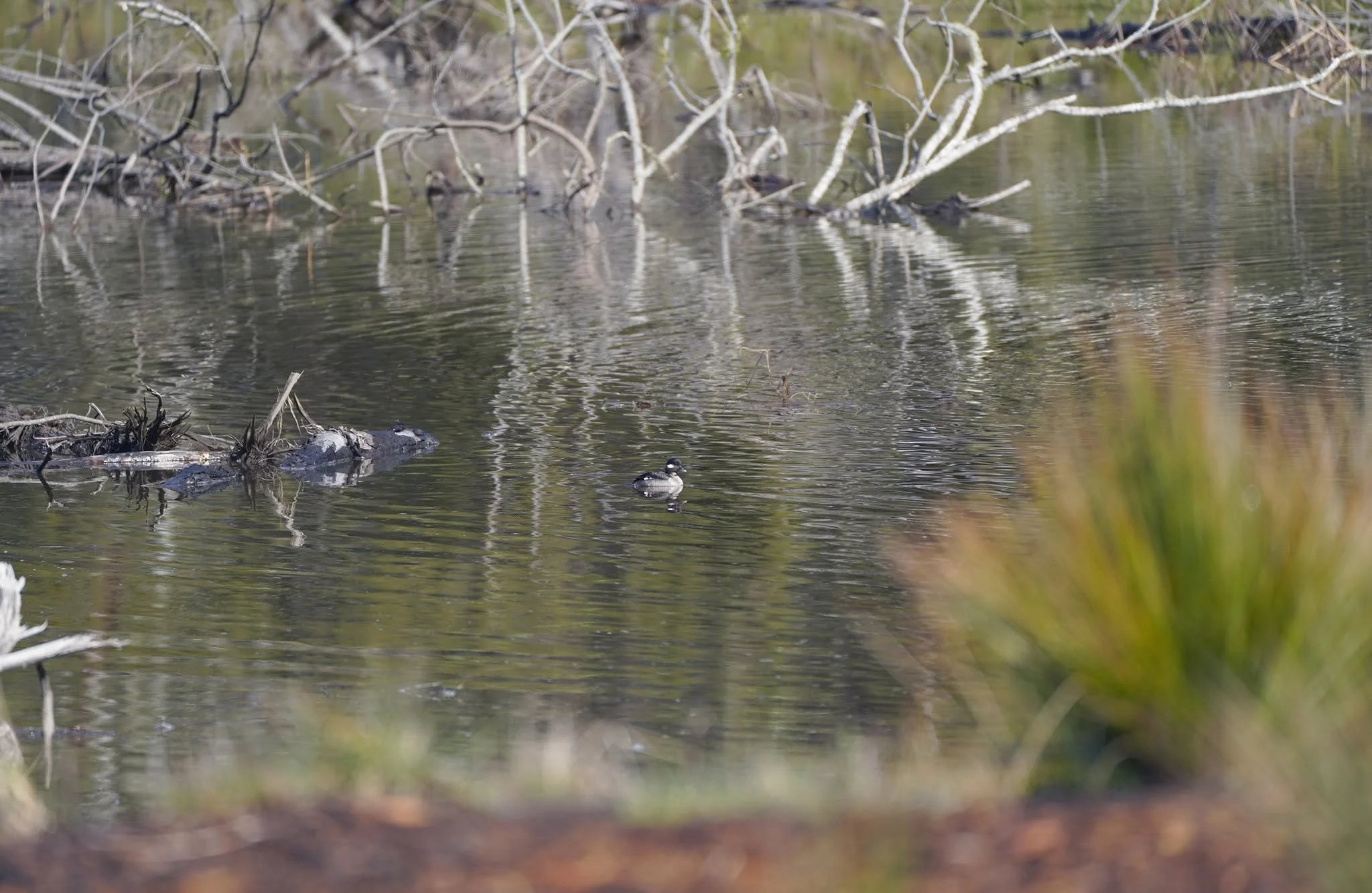 A black and white duck floating in the pond