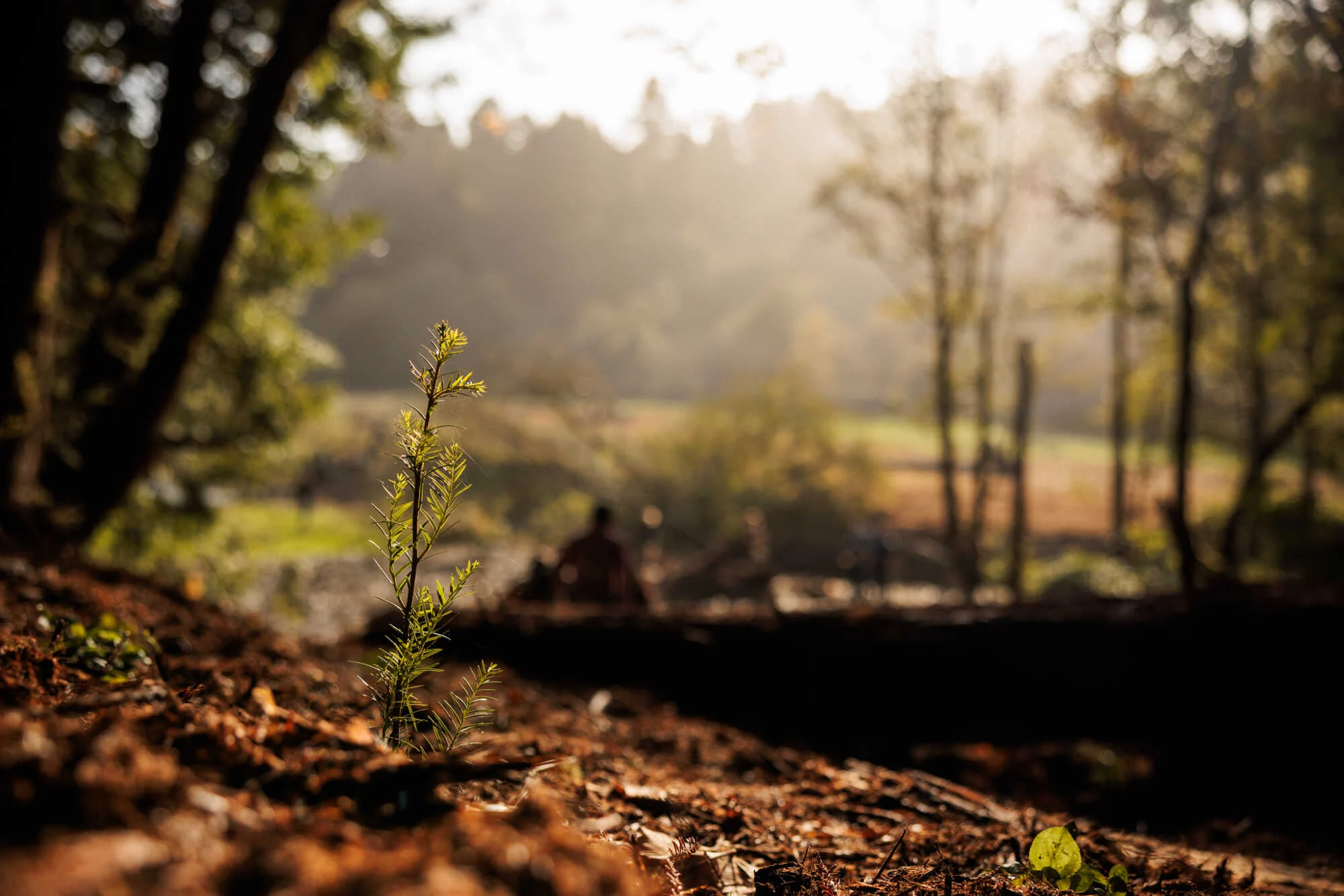 a redwood trees sprouts in the foreground of a sunlit landscape