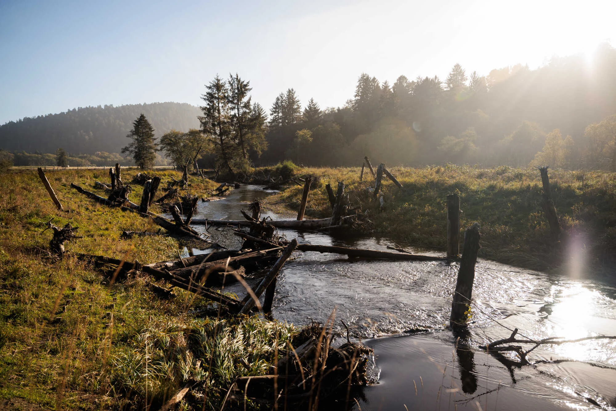 sunlight dances off a stream with partially submerged logs