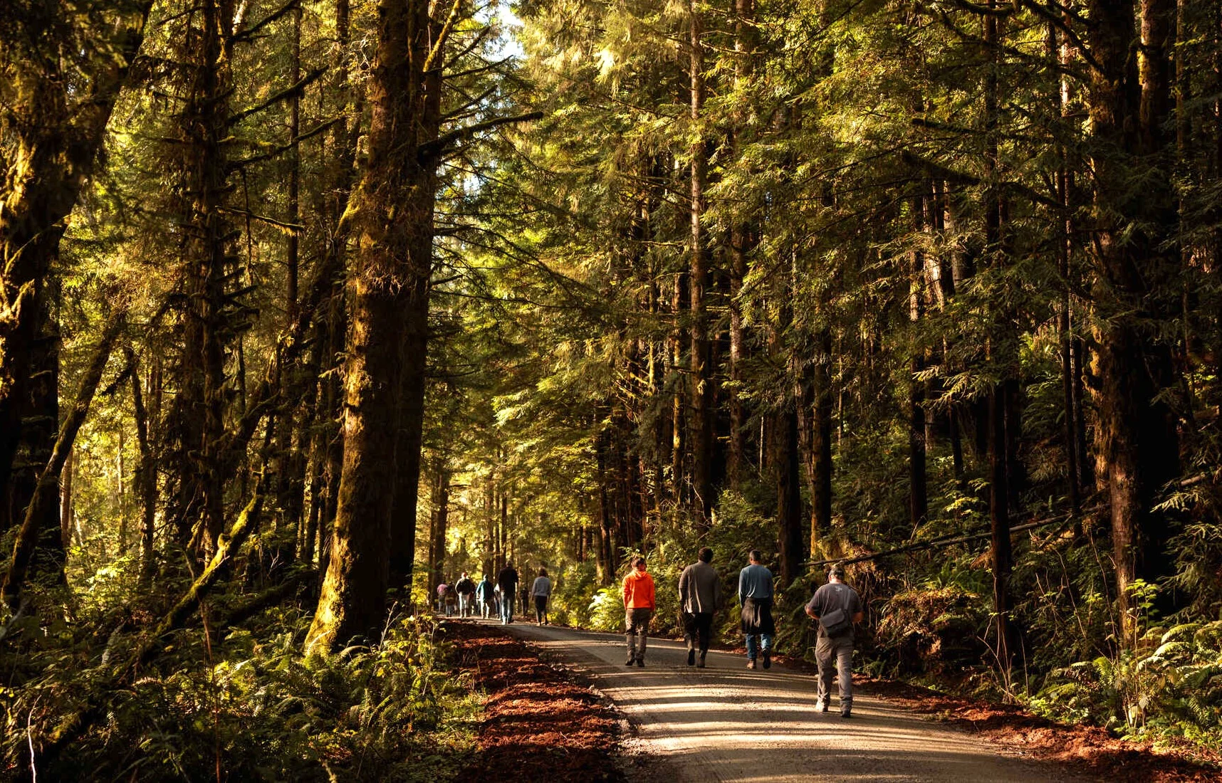 people walk down a path through a redwood forest