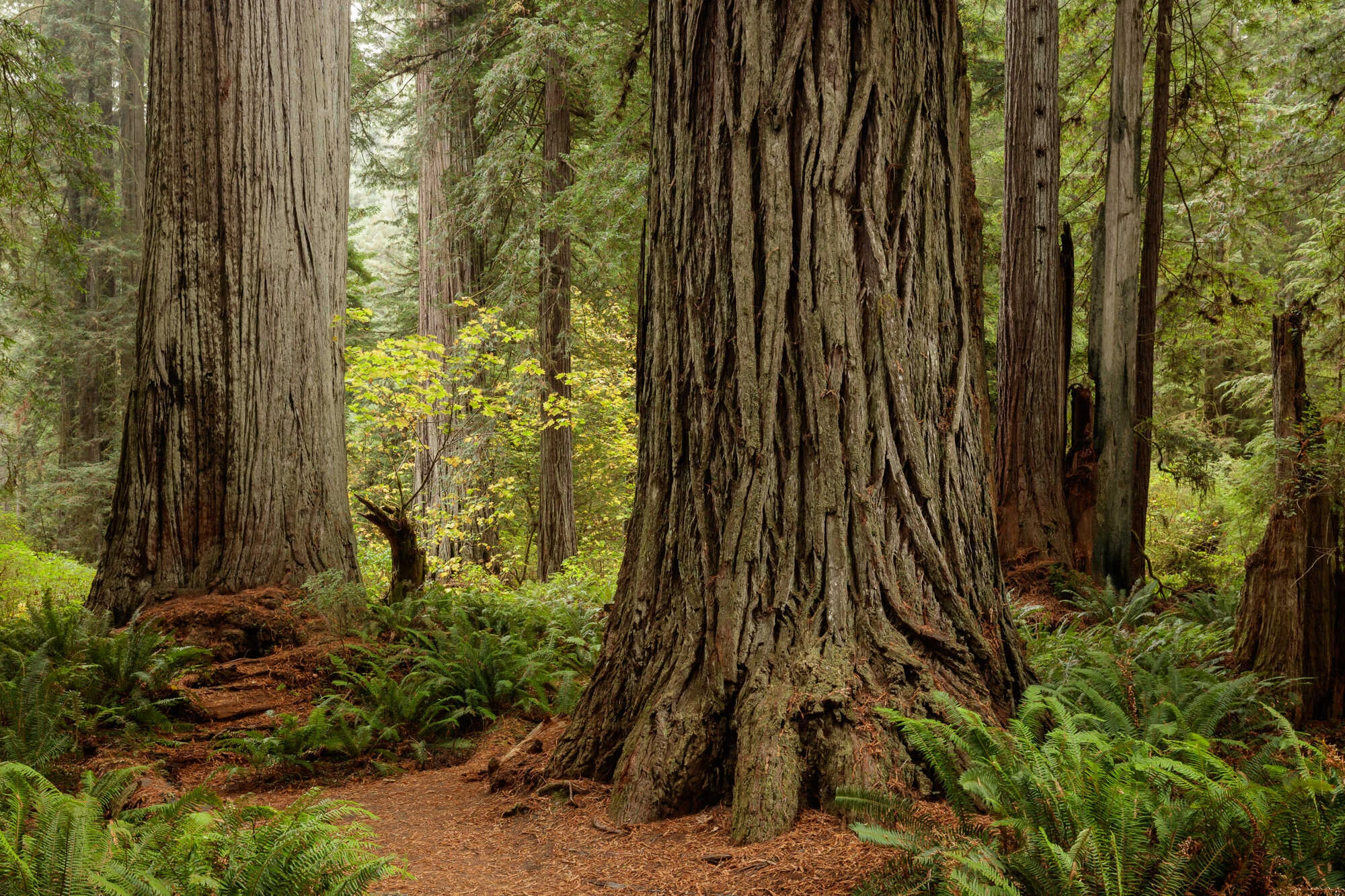 Big Trees Grove