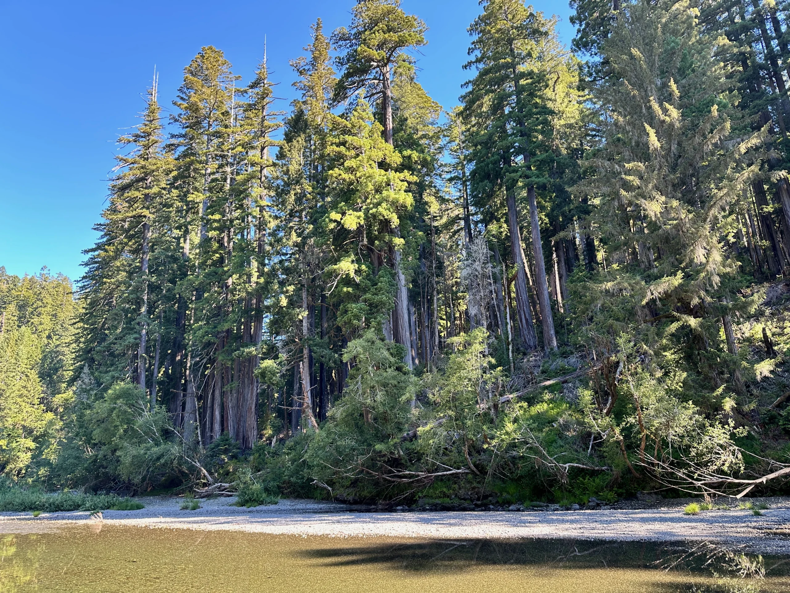 Tall redwood trees reflected in a creek
