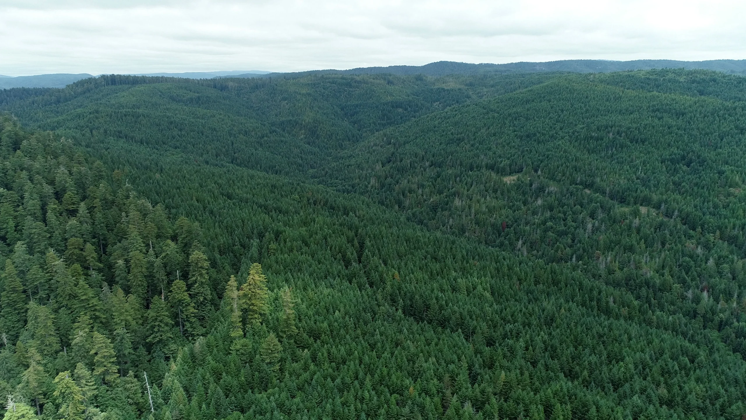 Redwood forest from above