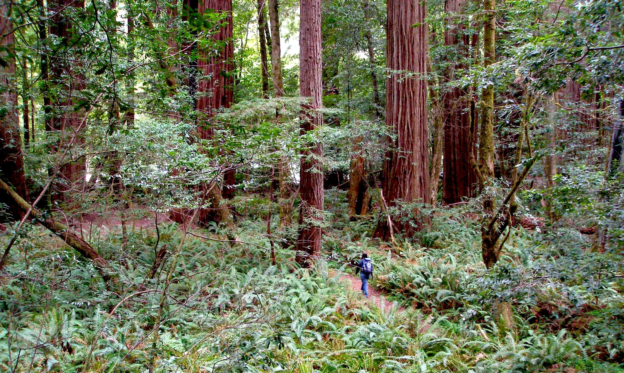 a woman walks down a narrow path through a grove of mighty redwood trees