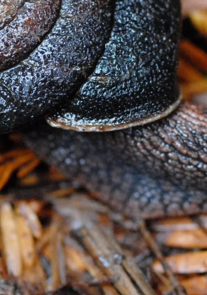 Snail on forest floor with redwood needles