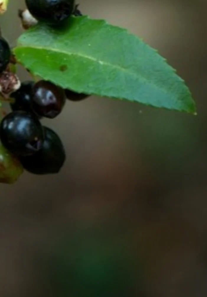 Black huckleberry up close