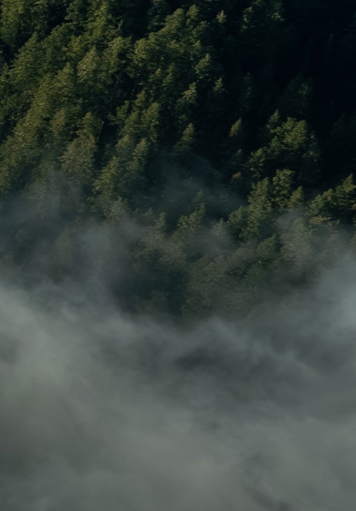 Fog over redwood forest tree tops