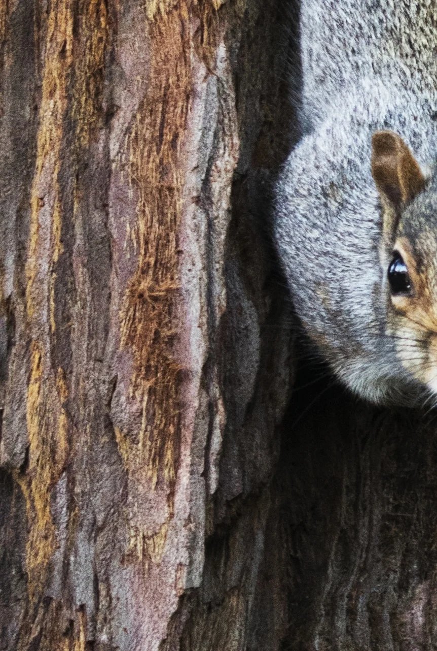 Squirrel descending down a redwood tree up close.