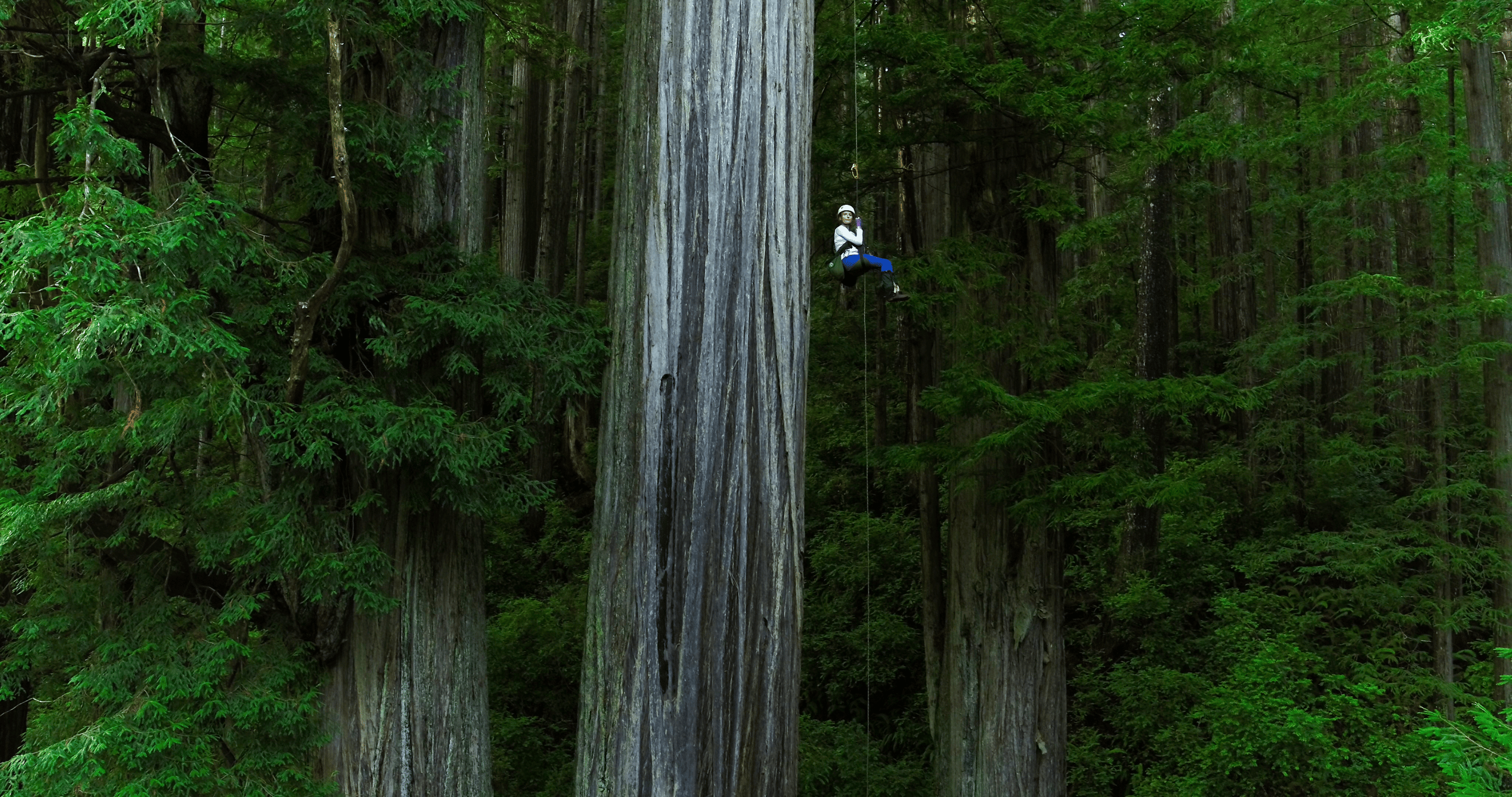 a woman wearing a hard hat and climbing harness hangs from a rope midair next to a giant redwood trunk