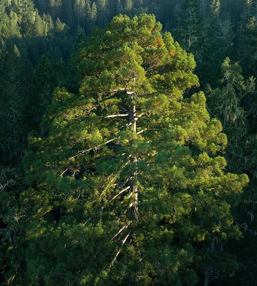 redwood tree rising high from forest below