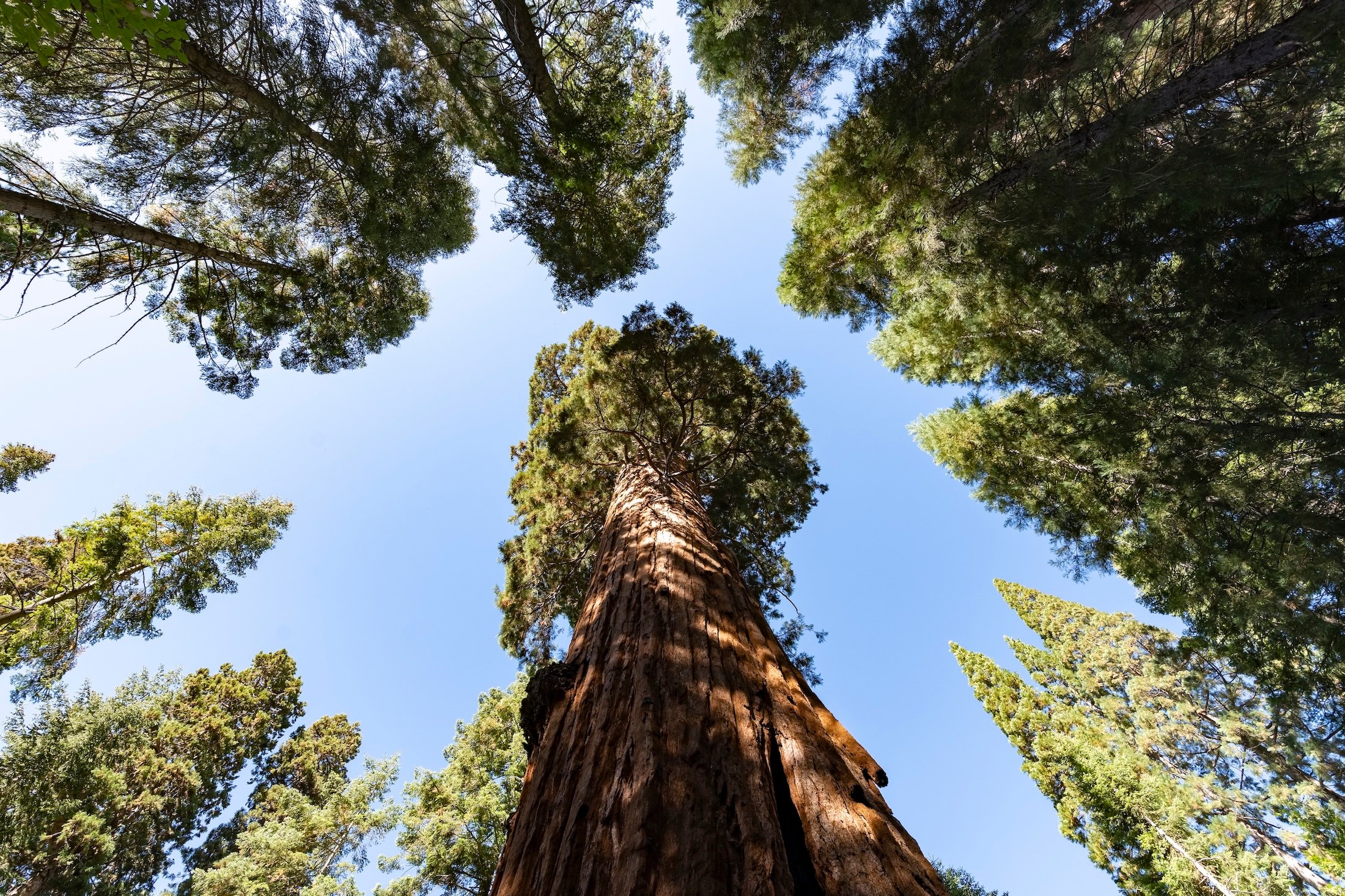 Looking up at a giant sequoia tree and surrounding trees