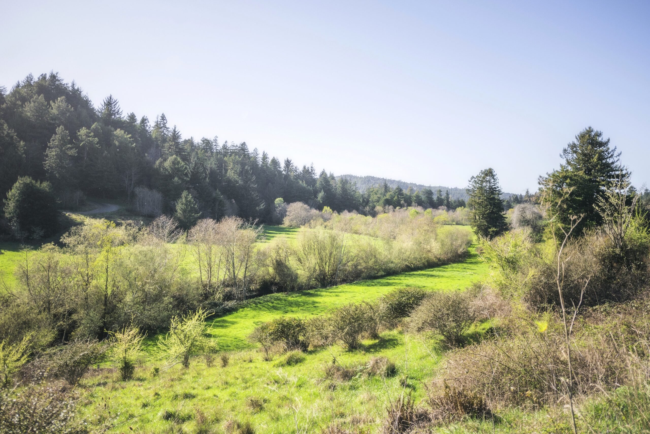 Green pasture with redwood forest in the distance
