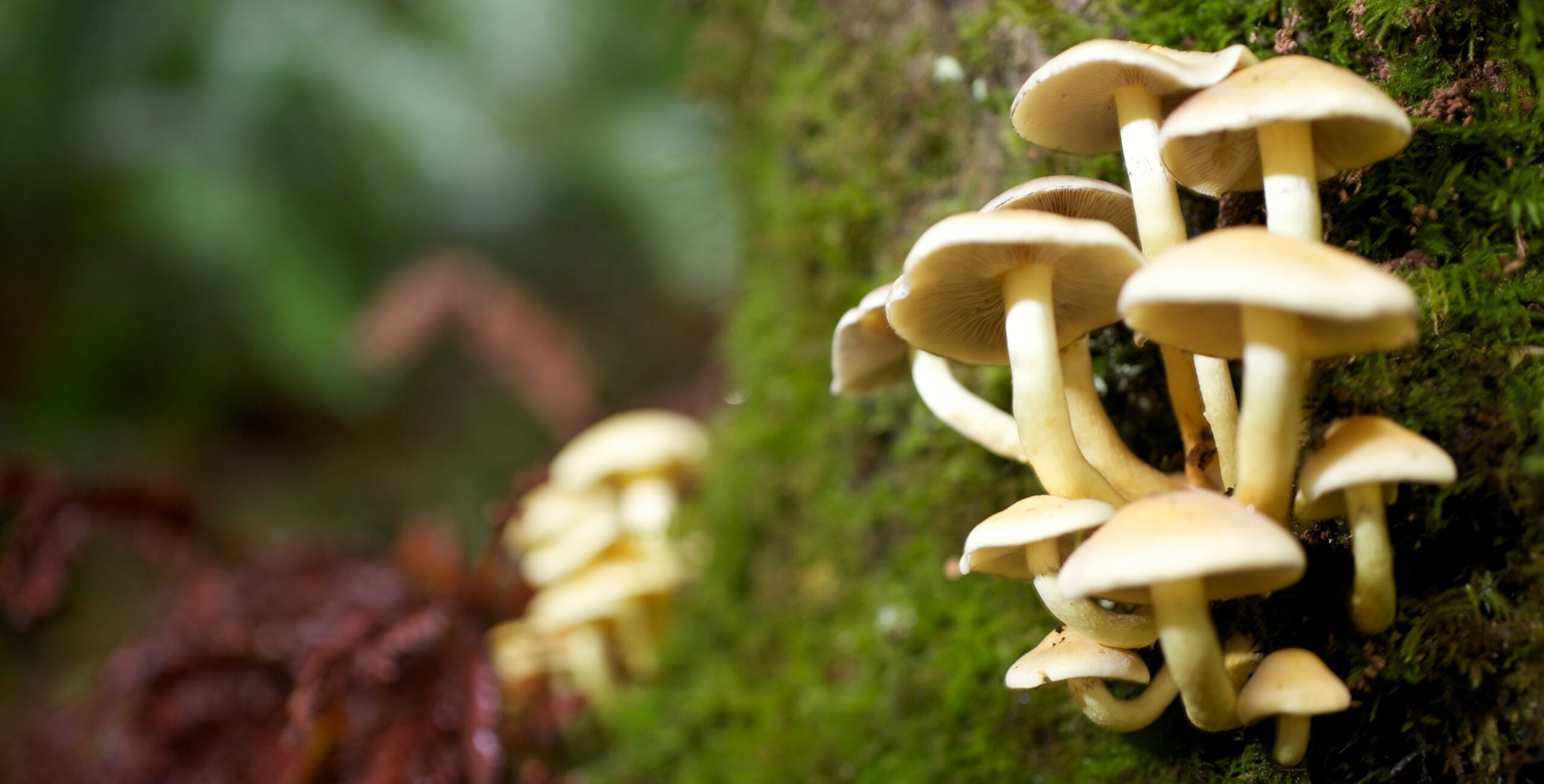 Mushrooms on moss covered redwood tree base
