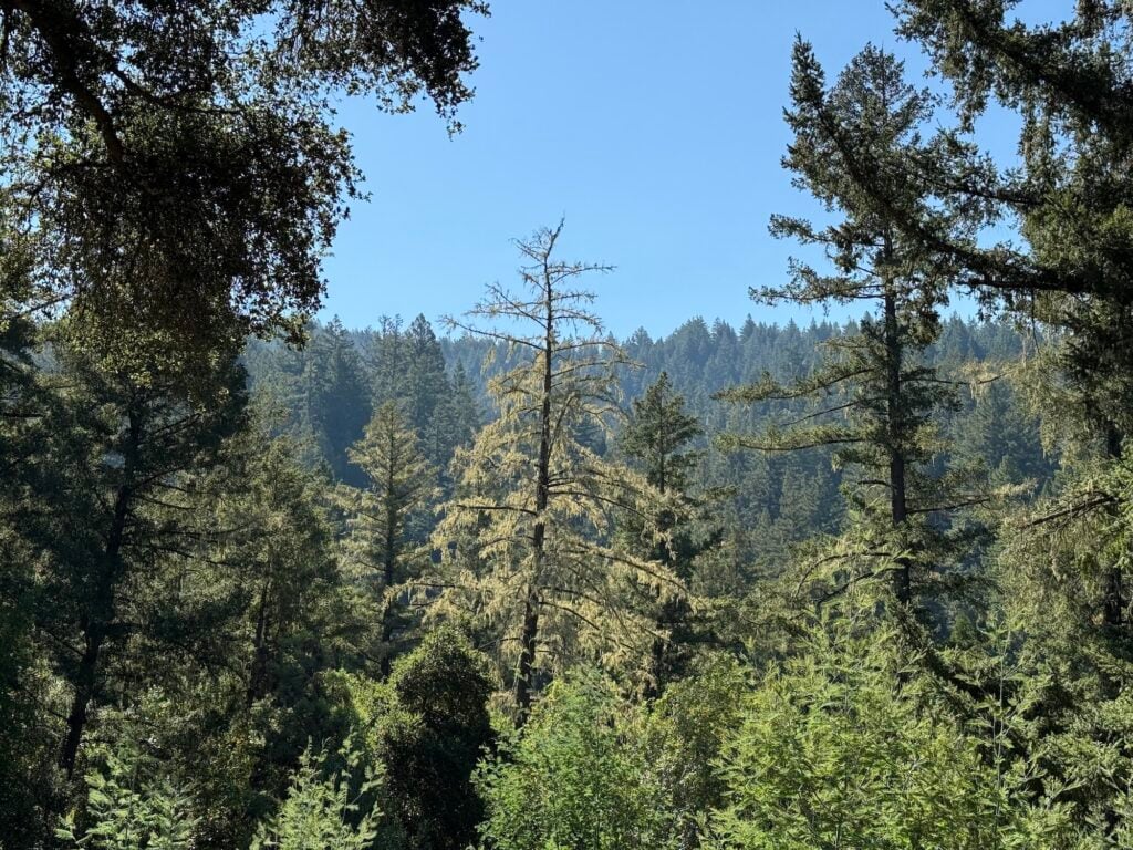 A spindly, lichen-draped tree rises in a grove of redwood trees.