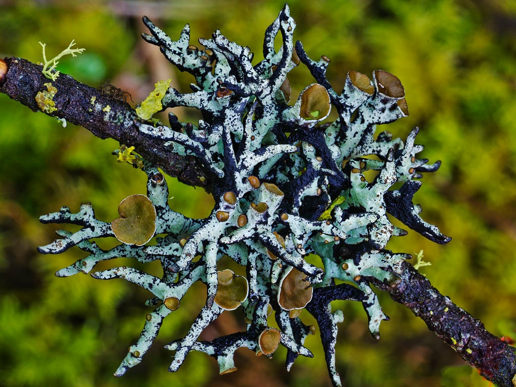 A blue-green tubed lichen spreading on a small tree branch,