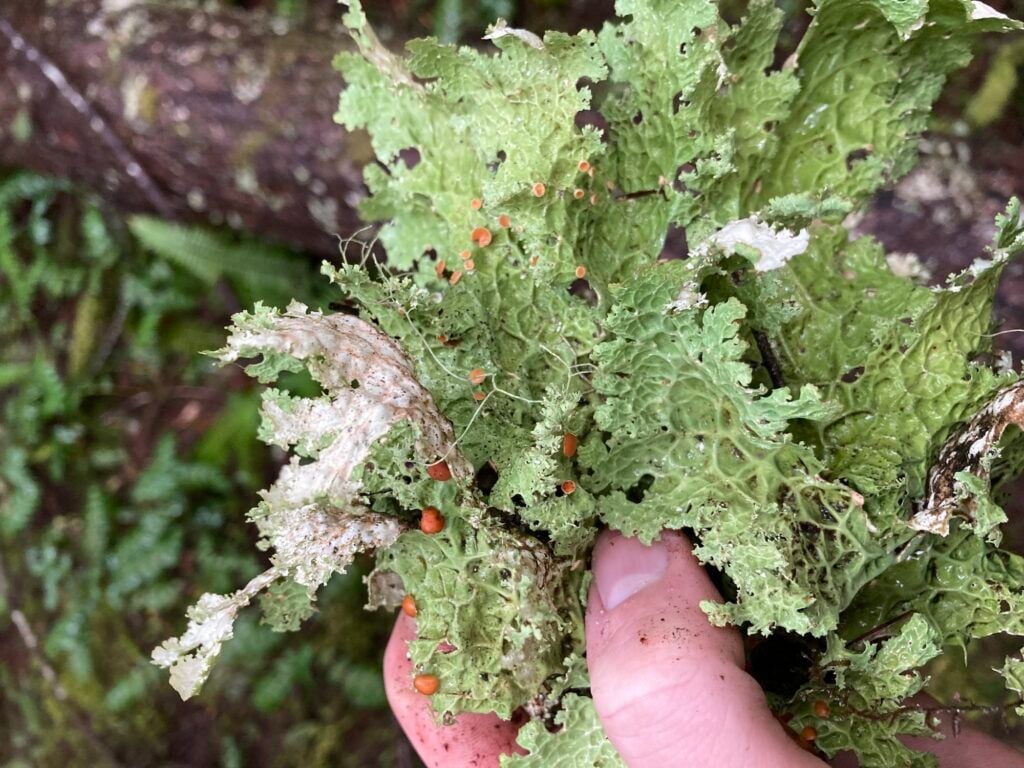 A hand holds a green lichen that looks like a piece of lettuce.
