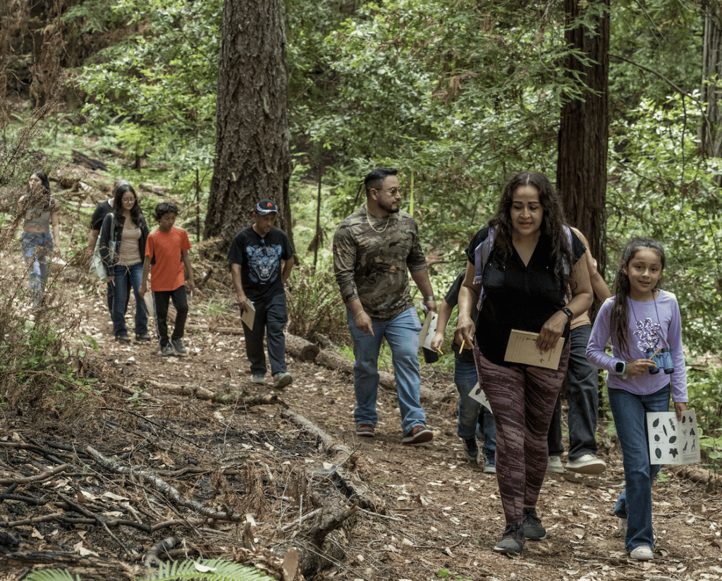 A group hikes through a redwood forest.
