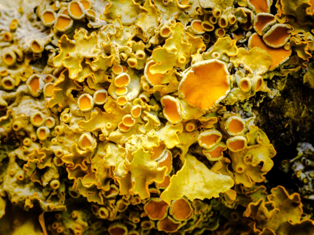 A yellow and orange lichen grows on a tree.