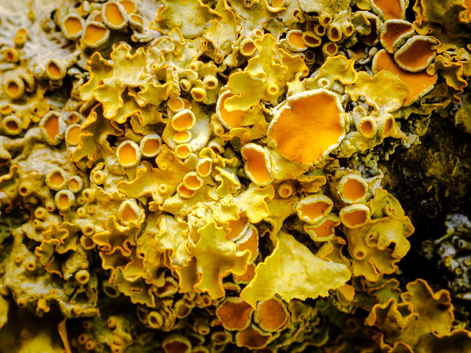 A yellow and orange lichen grows on a tree.